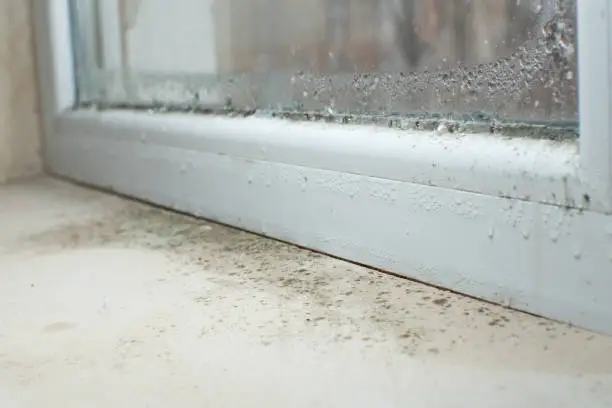 Mold Removal service in Sturgis, MI