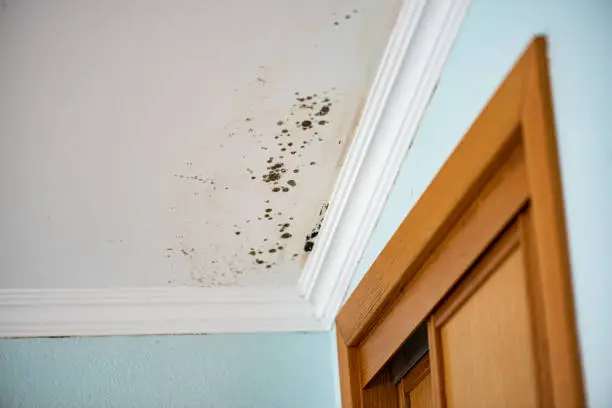 Importance of mold removal for properties in Sturgis, MI