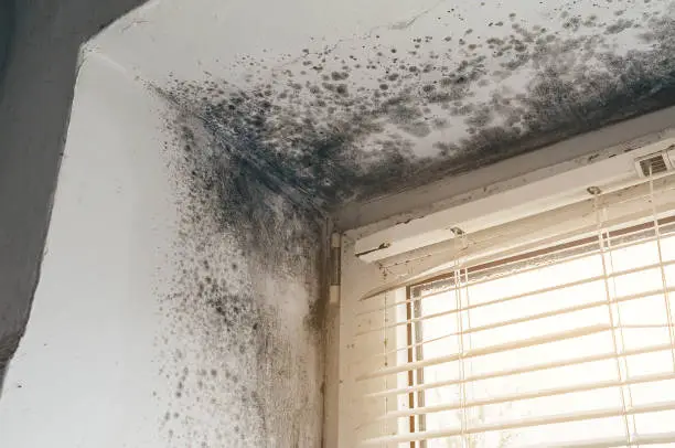 Mold Removal service in Benton Harbor, MI
