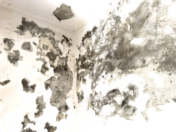 Mold Removal service in Three Rivers, MI